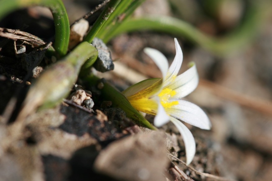 Romulea columnae